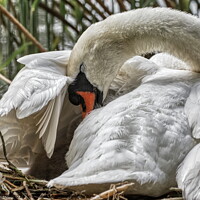 Buy canvas prints of Swan settling her young under her wing by Helkoryo Photography