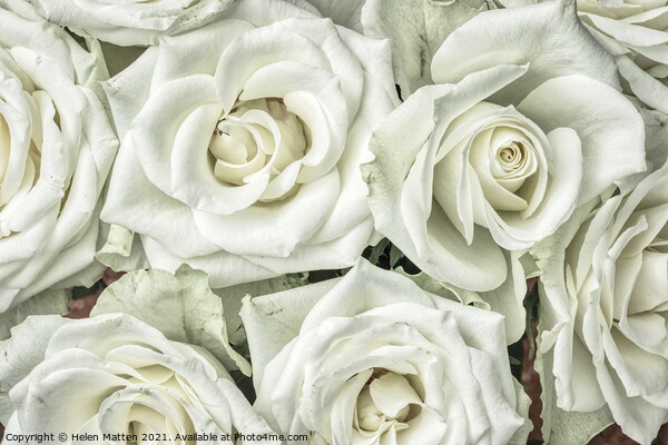 White Roses HDR Picture Board by Helkoryo Photography