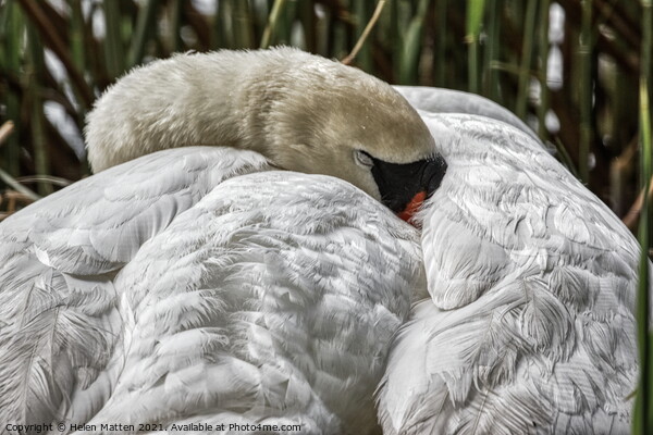 A Swan Sleeping Picture Board by Helkoryo Photography
