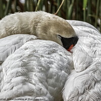 Buy canvas prints of A Swan Sleeping by Helkoryo Photography