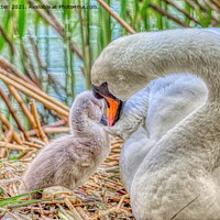 Buy canvas prints of HDR Shot of a Swan and single Cygnet by Helkoryo Photography