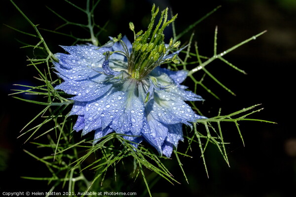 Love in a Mist in Blue on a Black background Picture Board by Helkoryo Photography
