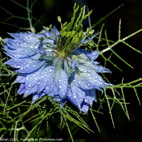 Buy canvas prints of Love in a Mist in Blue on a Black background by Helkoryo Photography