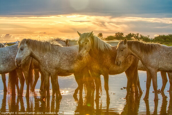 Camargue horses Resting in the Summer Heat Picture Board by Helkoryo Photography