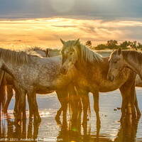 Buy canvas prints of Camargue horses Resting in the Summer Heat by Helkoryo Photography