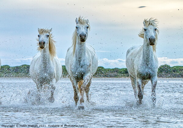 Three Camargue Wild white water Horses Picture Board by Helkoryo Photography