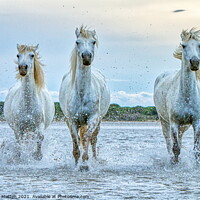 Buy canvas prints of Three Camargue Wild white water Horses by Helkoryo Photography