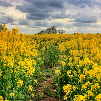Buy canvas prints of Fawsley Rapeseed Fields with an  Angry Sky by Helkoryo Photography