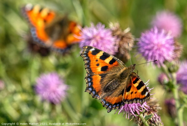 Small Tortoiseshell butterflies Picture Board by Helkoryo Photography