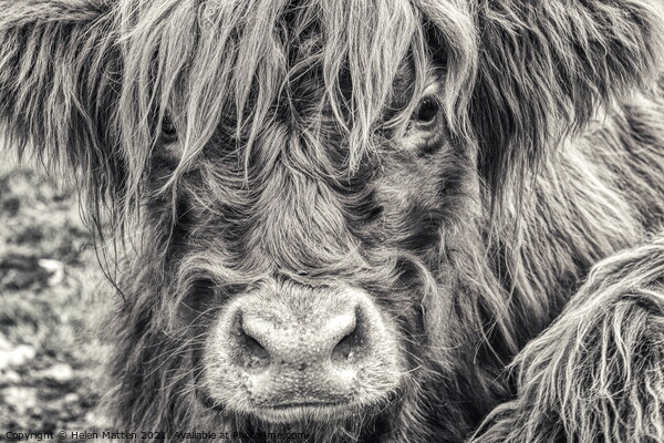 A close up of a Highland Cow Picture Board by Helkoryo Photography