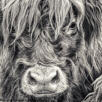 Buy canvas prints of A close up of a Highland Cow by Helkoryo Photography