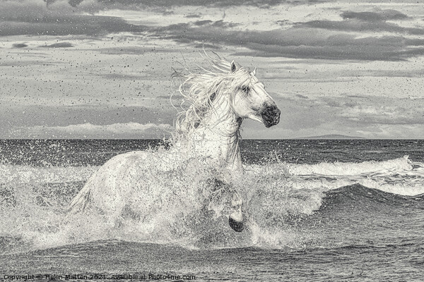 White Stallion in the Sea Picture Board by Helkoryo Photography