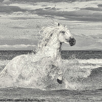Buy canvas prints of White Stallion in the Sea by Helkoryo Photography