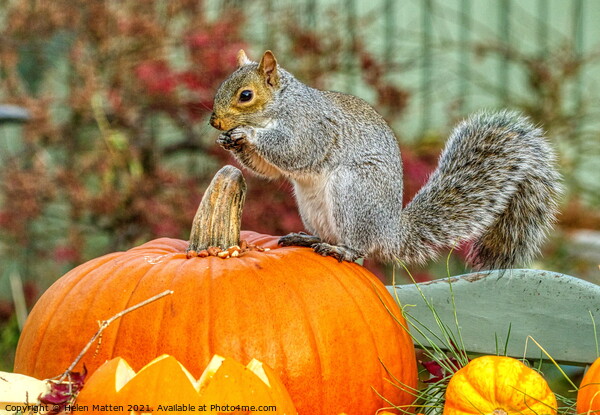 Grey Squirrel on a Pumpkin 1 Picture Board by Helkoryo Photography