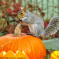 Buy canvas prints of Grey Squirrel on a Pumpkin 1 by Helkoryo Photography