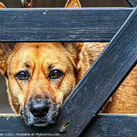 Buy canvas prints of The Alsatian longing look by Helkoryo Photography