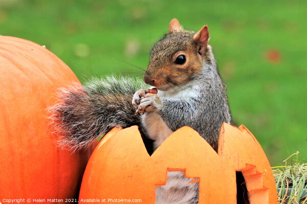 Grey Squirrel sitting in a carved pumpkin  Picture Board by Helkoryo Photography