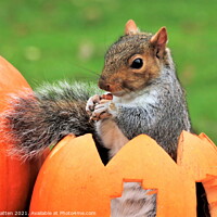 Buy canvas prints of Grey Squirrel sitting in a carved pumpkin  by Helkoryo Photography