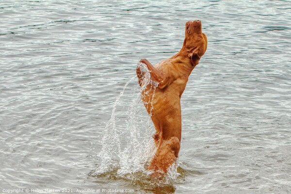  Vizsla dog The leap Wischler Picture Board by Helkoryo Photography