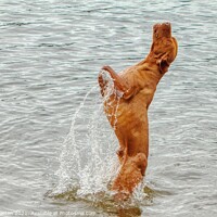 Buy canvas prints of  Vizsla dog The leap Wischler by Helkoryo Photography