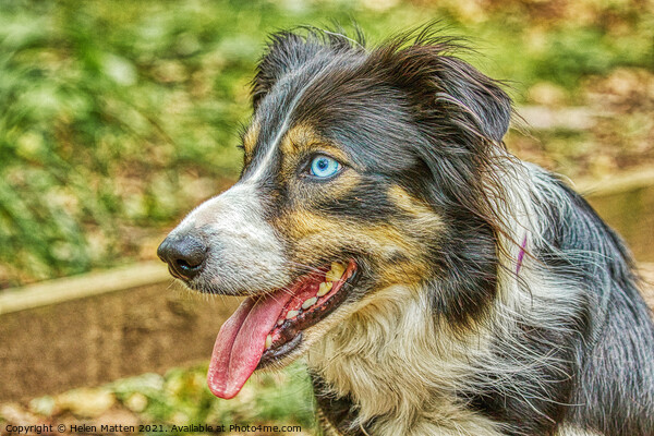 Border Collie Side View HDR Blue Eyes Picture Board by Helkoryo Photography
