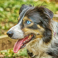 Buy canvas prints of Border Collie Side View HDR Blue Eyes by Helkoryo Photography