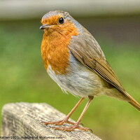Buy canvas prints of European Robin Redbreast Erithacus rubecula Face on by Helkoryo Photography