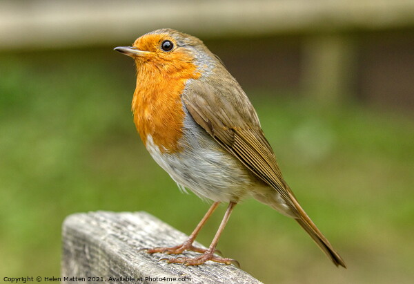 European Robin Redbreast Erithacus rubecula looking up Picture Board by Helkoryo Photography