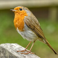 Buy canvas prints of European Robin Redbreast Erithacus rubecula looking up by Helkoryo Photography