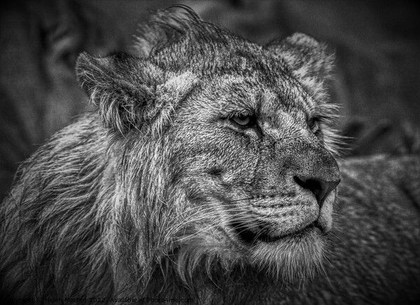 Male Lion Juvenile Black and White Picture Board by Helkoryo Photography