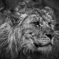 Buy canvas prints of Male Lion Juvenile Black and White by Helkoryo Photography