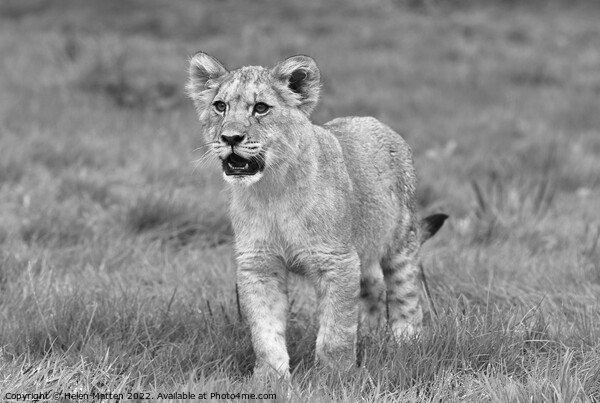 A lion cub in alert mode Black and White Picture Board by Helkoryo Photography