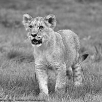 Buy canvas prints of A lion cub in alert mode Black and White by Helkoryo Photography