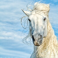 Buy canvas prints of Camargue White Stallion Horse Headshot by Helkoryo Photography