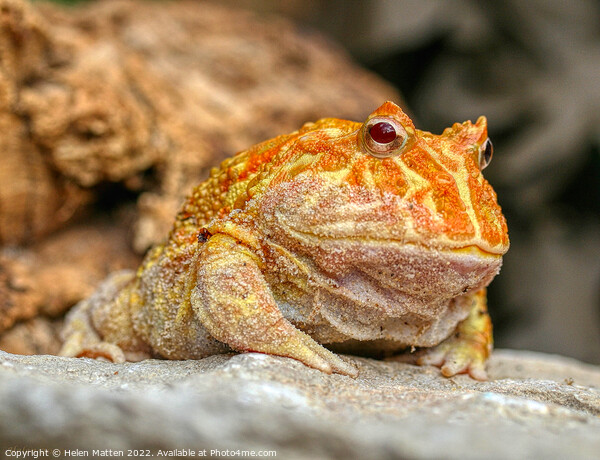 Albino Pac-Man Frog - Ceratophrys cranwelli Picture Board by Helkoryo Photography