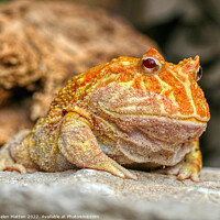 Buy canvas prints of Albino Pac-Man Frog - Ceratophrys cranwelli by Helkoryo Photography