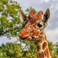 Buy canvas prints of A close up of a reticulated giraffe with trees in  by Helkoryo Photography