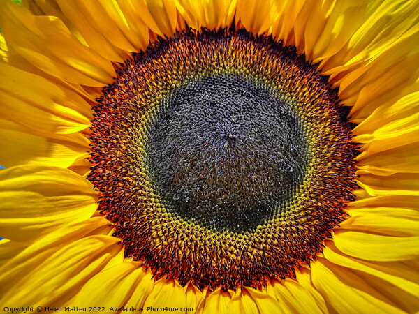 Helianthus Sunflower Centre Picture Board by Helkoryo Photography
