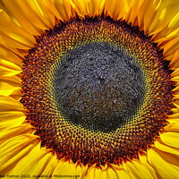 Buy canvas prints of Helianthus Sunflower Centre by Helkoryo Photography