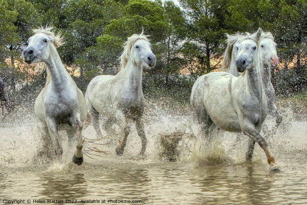Wild White Horses in the Marshes Picture Board by Helkoryo Photography