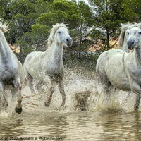 Buy canvas prints of Wild White Horses in the Marshes by Helkoryo Photography