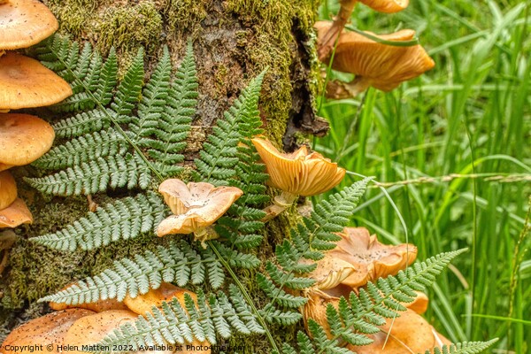 Fungus and Fern growing in moss on a tree trunk Picture Board by Helkoryo Photography