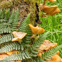 Buy canvas prints of Fungus and Fern growing in moss on a tree trunk by Helkoryo Photography