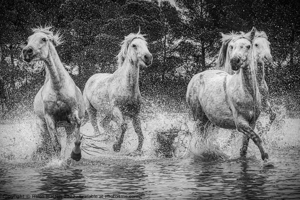 Camargue Horses in the Marshes Black and White Picture Board by Helkoryo Photography