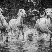 Buy canvas prints of Camargue Horses in the Marshes Black and White by Helkoryo Photography