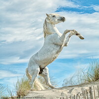Buy canvas prints of Camargue White Stallion Horse rearing 1 colour by Helkoryo Photography