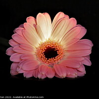 Buy canvas prints of Gerbera in pink on black background lit by torchlight by Helkoryo Photography