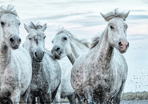 A close up of a group of young Camargue horses Picture Board by Helkoryo Photography