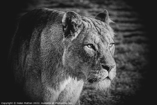 A lioness looking past the camera black and white Picture Board by Helkoryo Photography