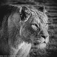 Buy canvas prints of A lioness looking past the camera black and white by Helkoryo Photography